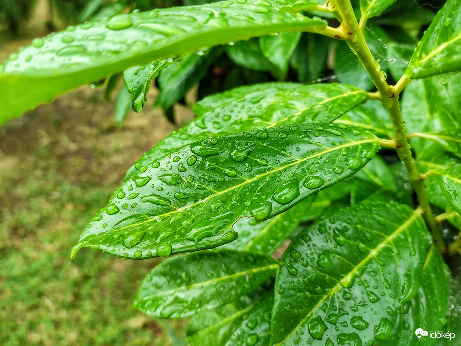 Felfrissült zöldek