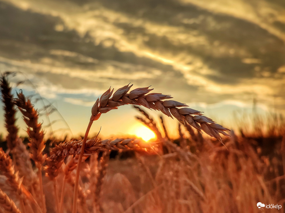 Árválkodó búzák