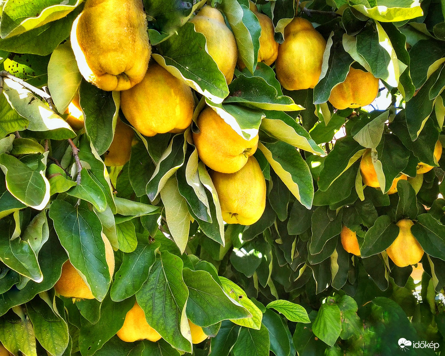 Csüngő, napozó birsek