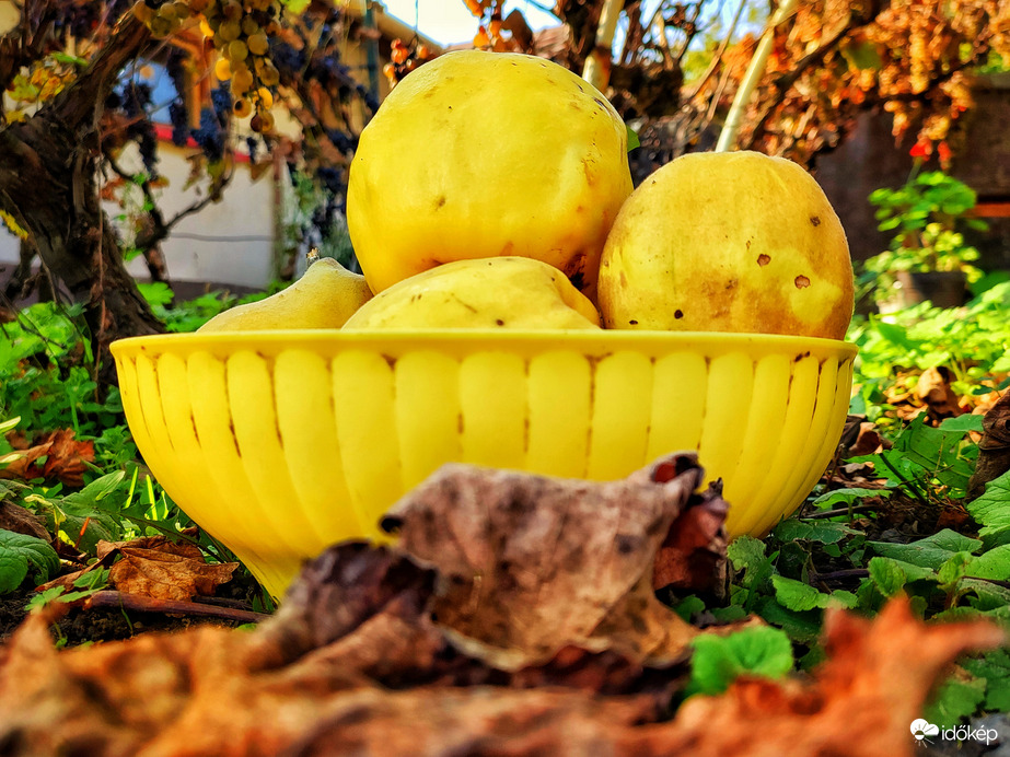 Szüretre érett birsek