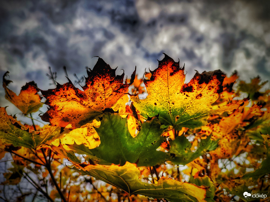 Idei őszt jellemző színek