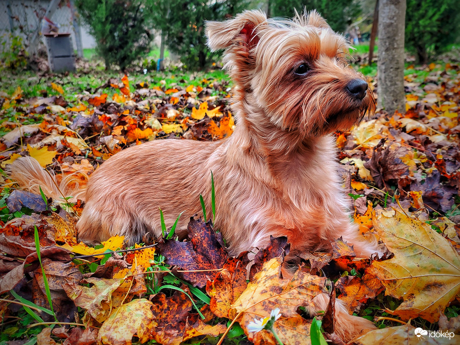 Pihenés Mazsola és falevelek társaságában