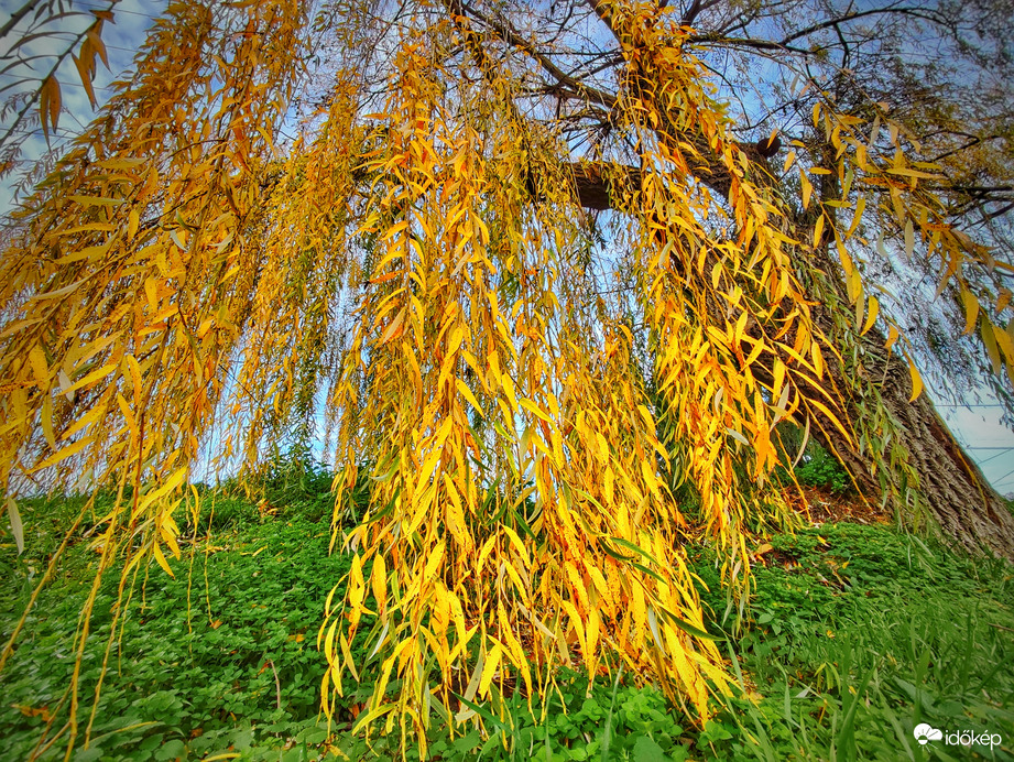 Zöldre logó aranyhaj