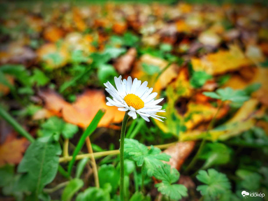 Százszorszép levelek társaságában