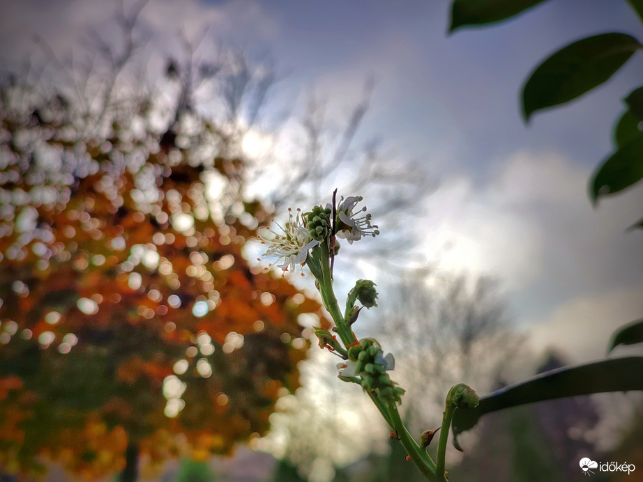 Novemberi ellentmondás