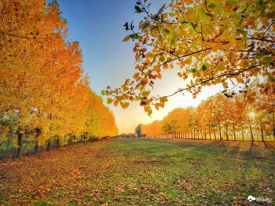 Őszi fasorok hangulata és látványa