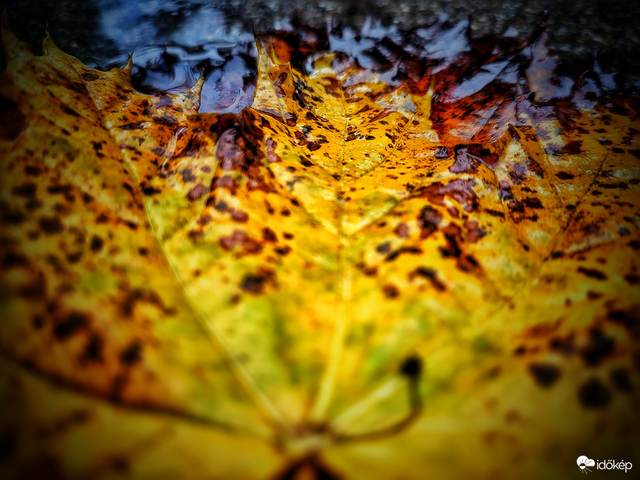 Ősz végi perspektíva