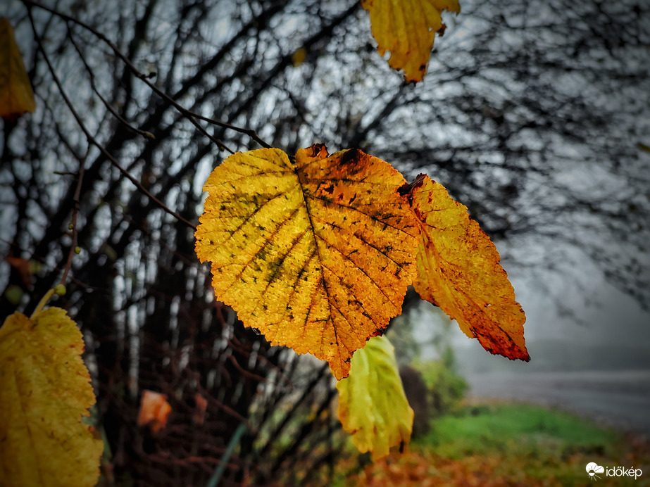 Fogy az őszi színvarázs