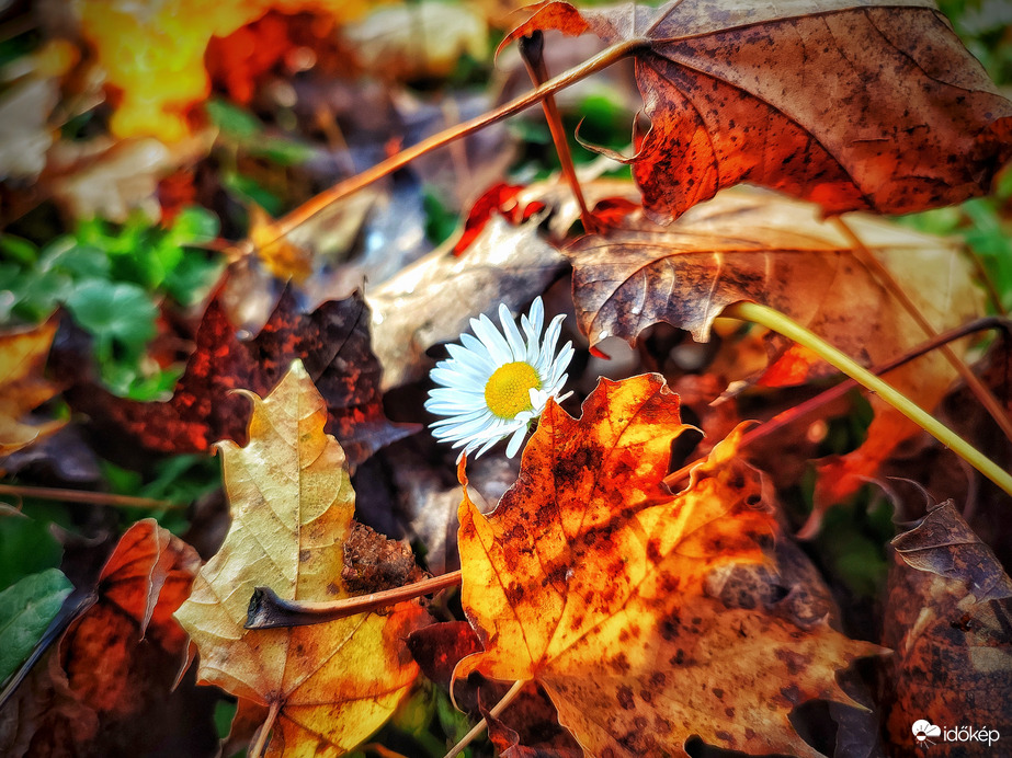 Évszakok versengése