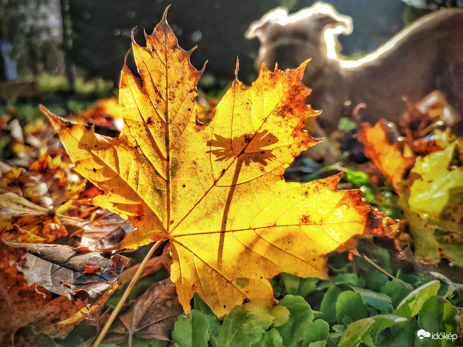 Novemberi árnyjáték