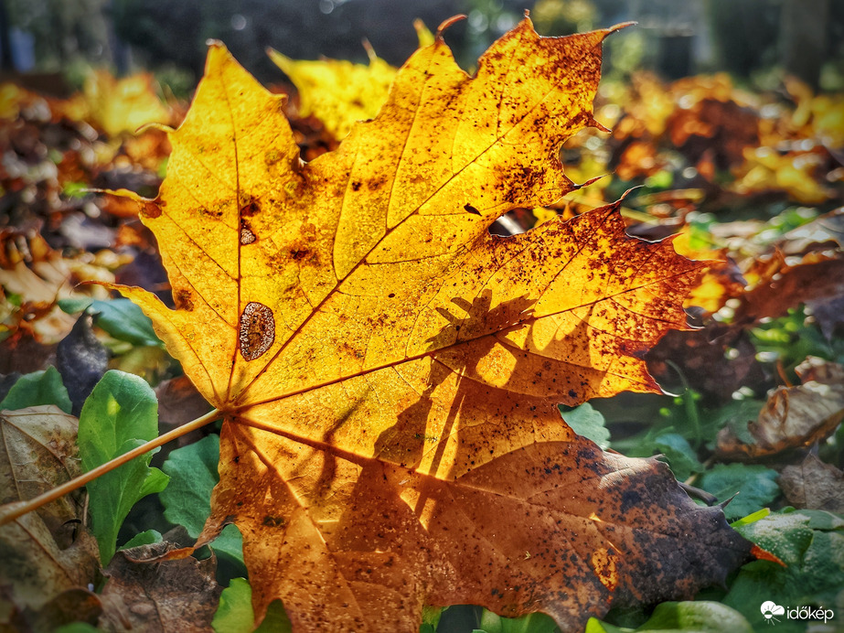 Napos novemberi percek