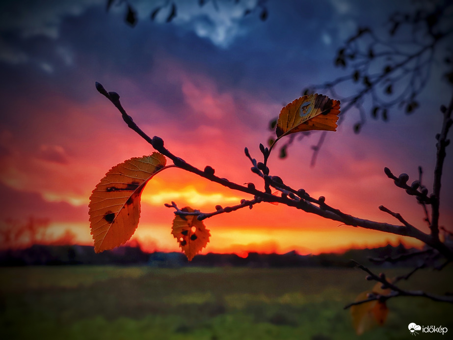 Rügyfakasztó november 