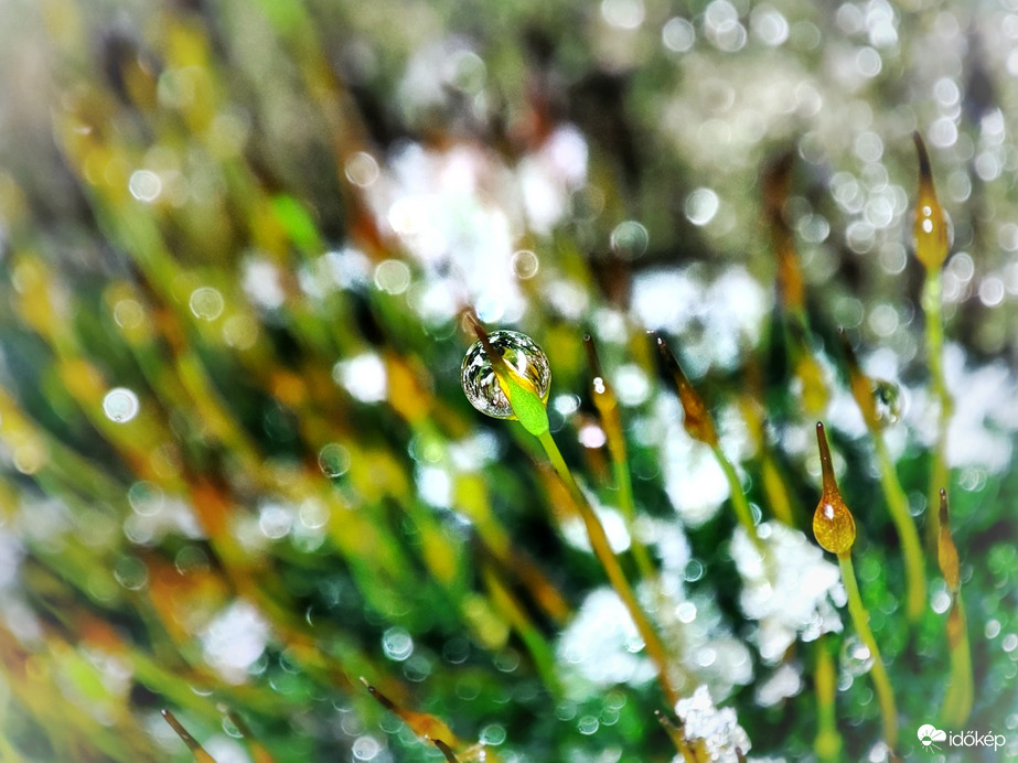 Egyre több hószem veti meg a lábát