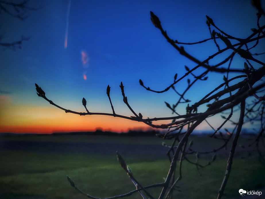 Kék órás rügyezés