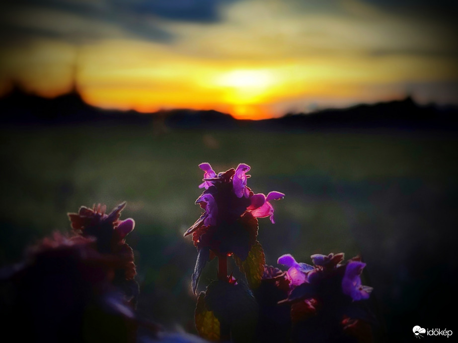 Árvacsalán alkonya