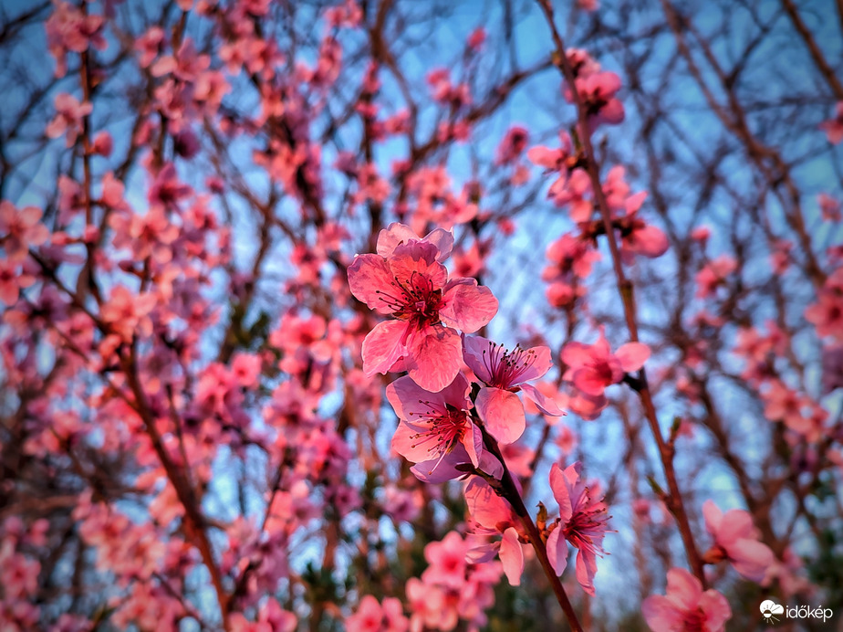 Naplementi lila varázs