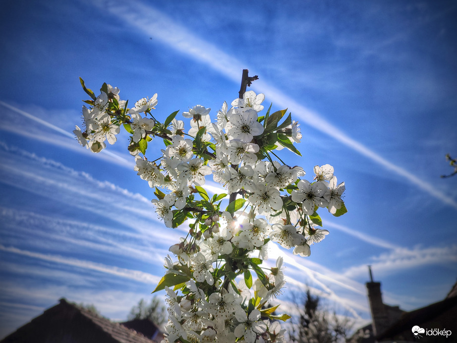 Ellenállhatatlan tavaszi gyönyörűség