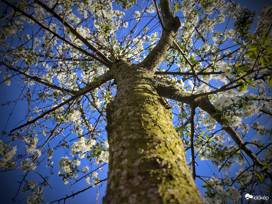 Reményteljes meggyfa