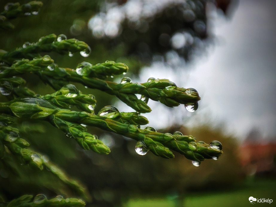 Cseppekben gazdag napok jönnek
