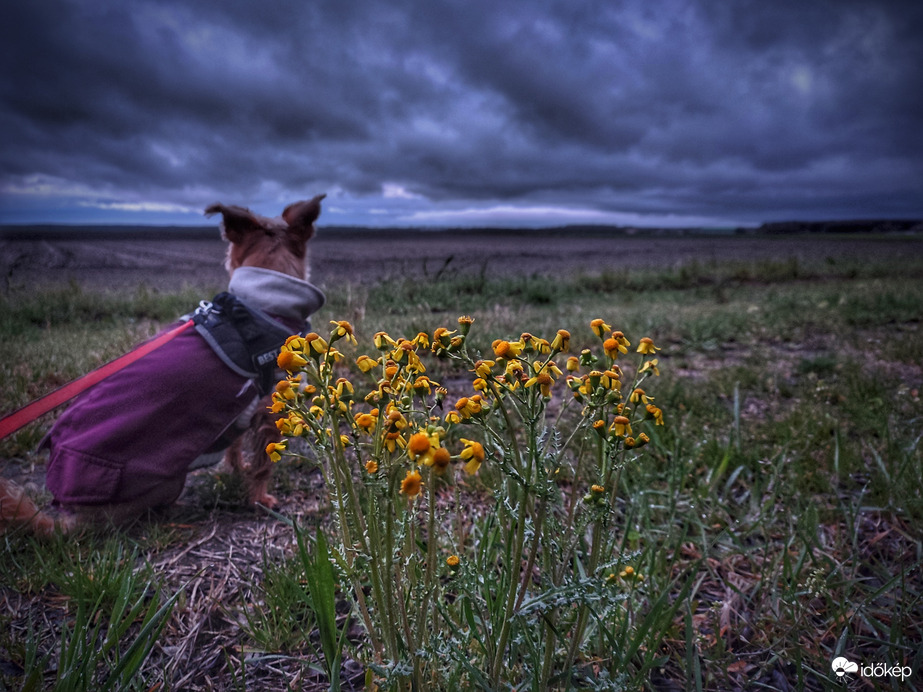 Életkép eső után