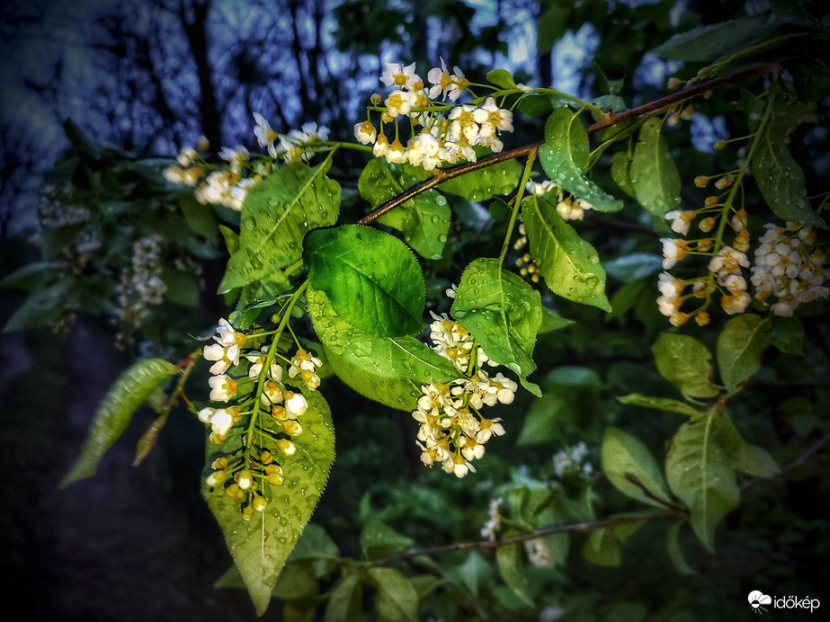 Cseppesen ringatózva