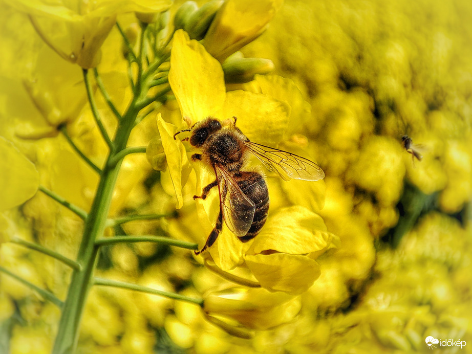 Dúskálás a repcében