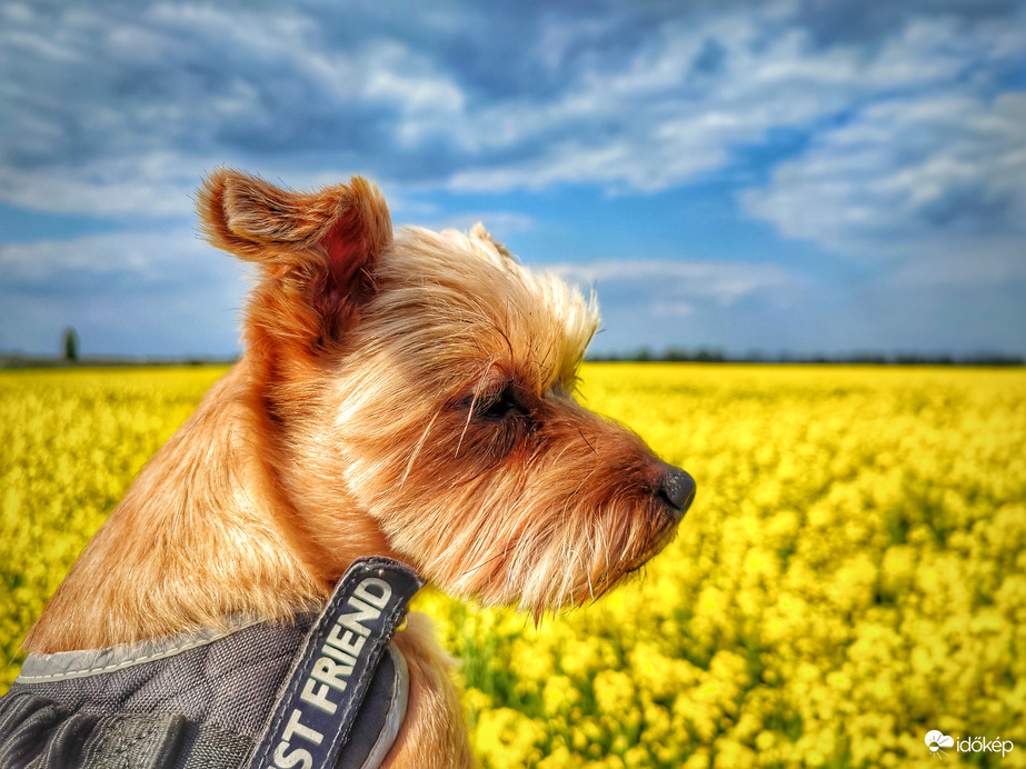 Nincs repce fotózás Mazsola nélkül :)