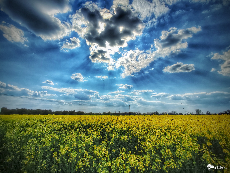 Délután a repceföldön