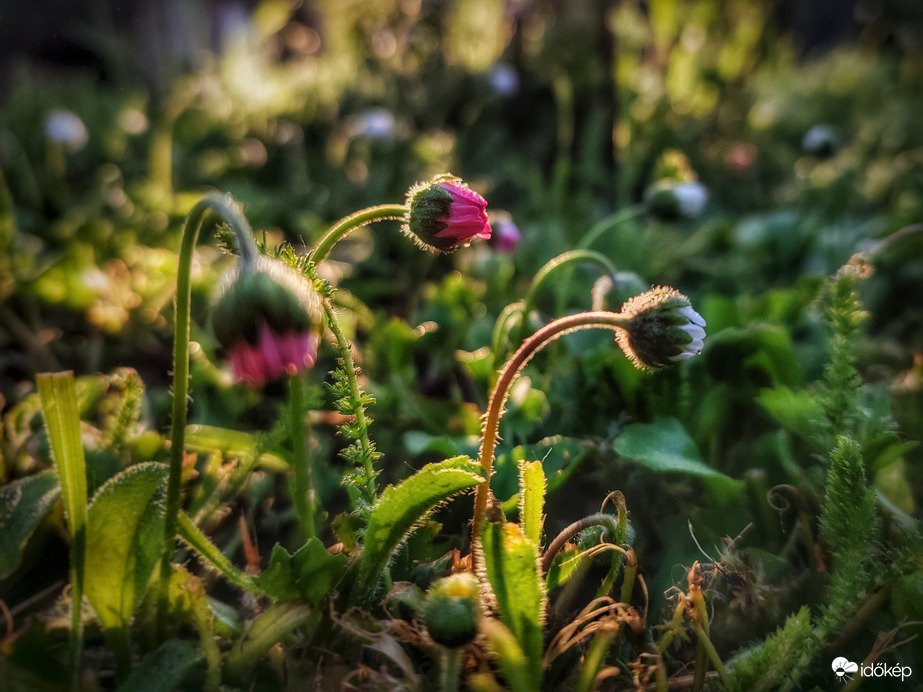 Melegért óhajtozva