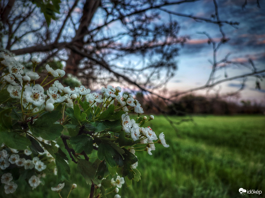Csendben virágzó galagonya