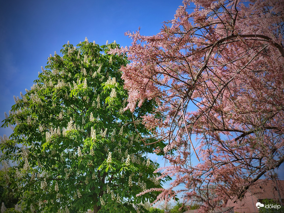 Gesztenye és tamariska pompája május elsején
