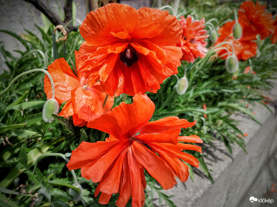 Kezdődik a pipacs és mák szezon