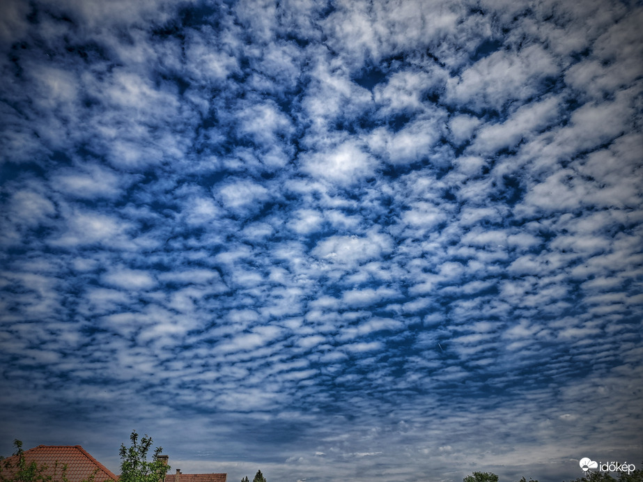 Gomoly hessegető bárányok