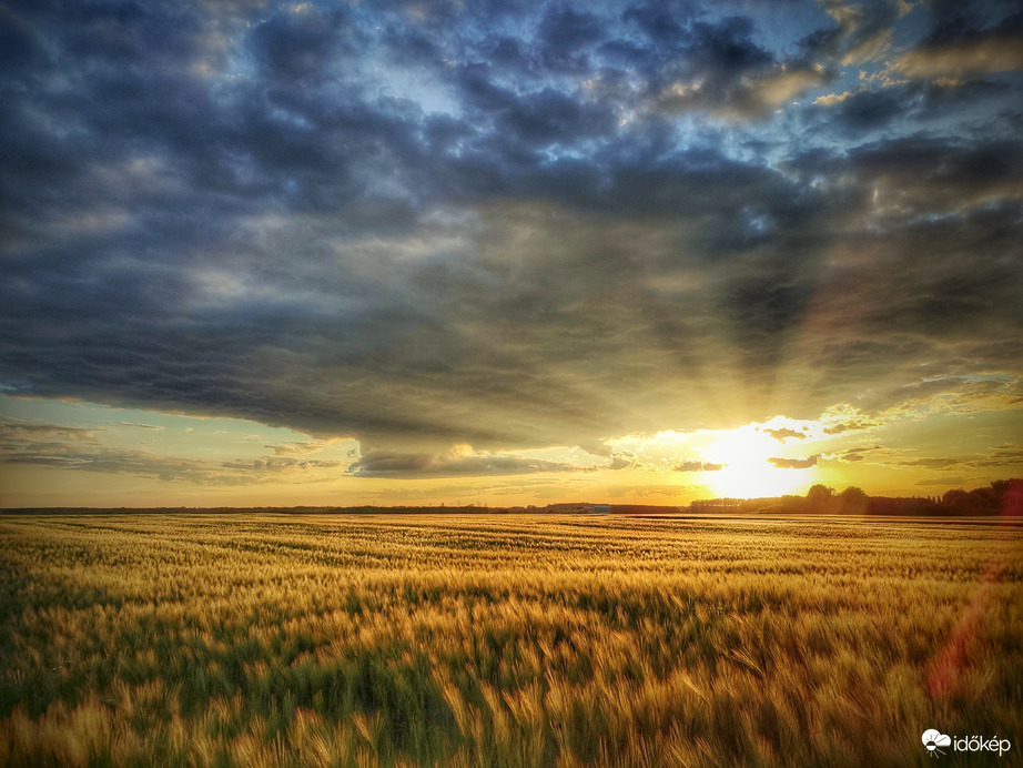 Ringatózó aranyszőnyeg