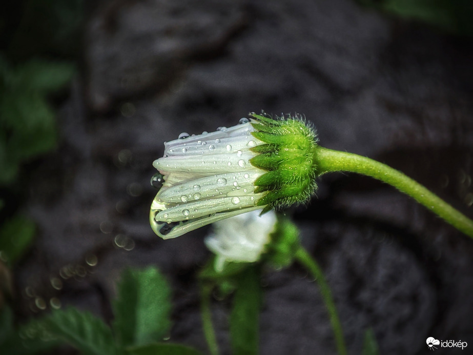 Májusi aranyat érő eső