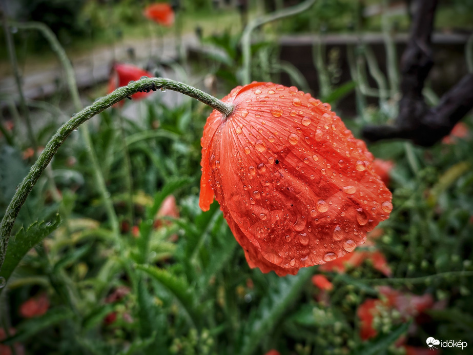 Esőben bókoló díszpipacs