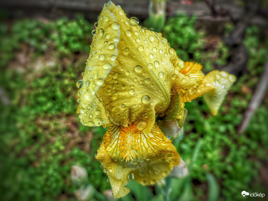 Tündöklő aranyló cseppes nőszirom