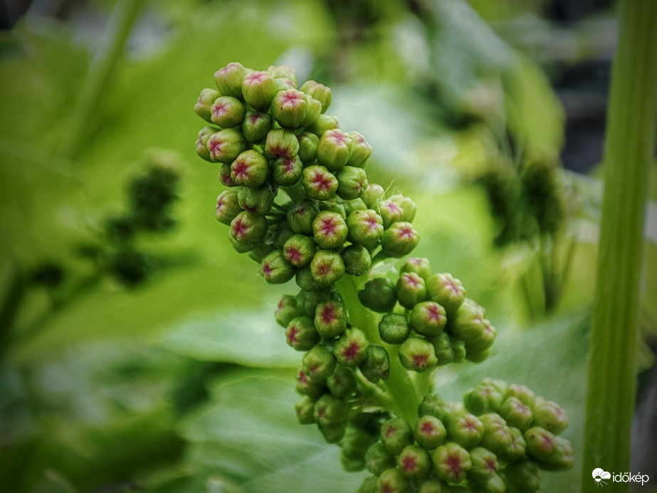 Ahogy a szőlő virágzik