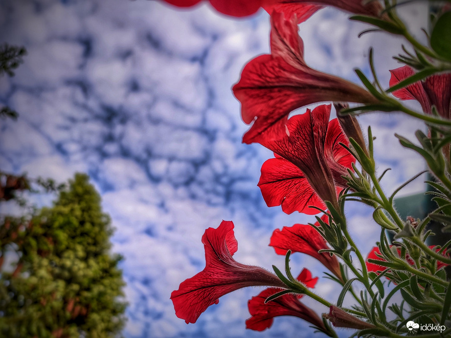 Petúniás tüzesség