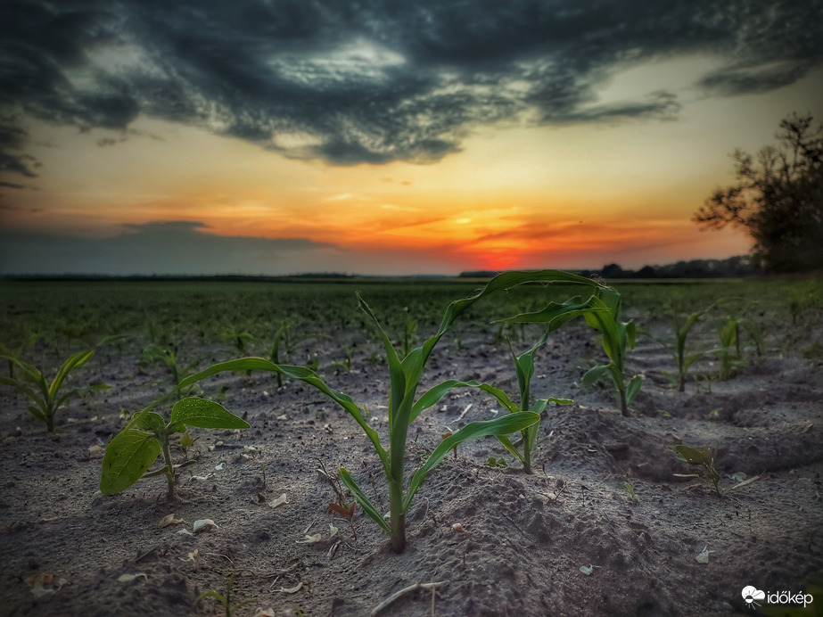 Növünk, szépen folyamatosan