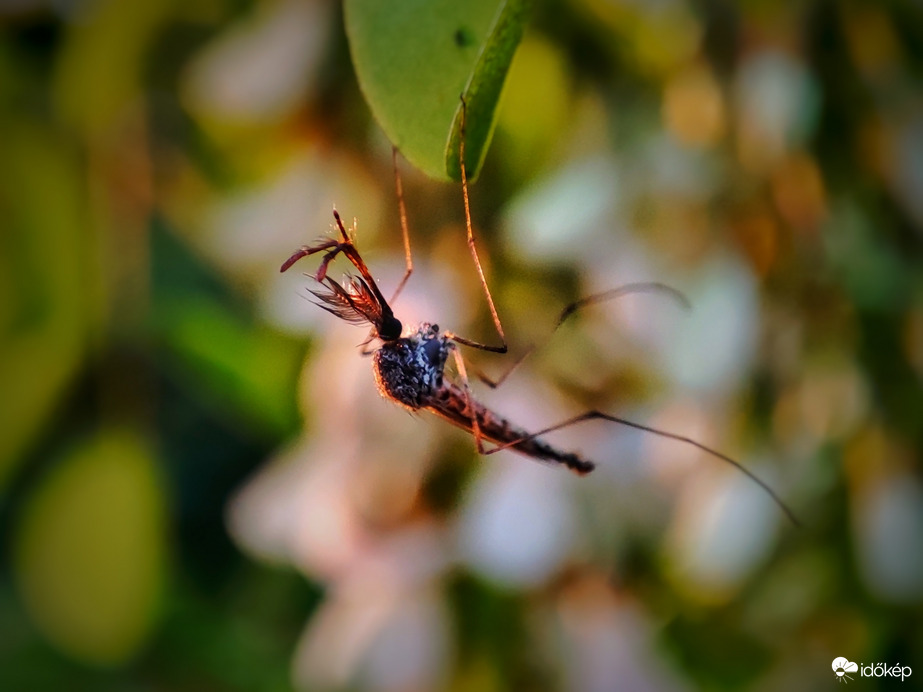 Mindennapok megkeserítője