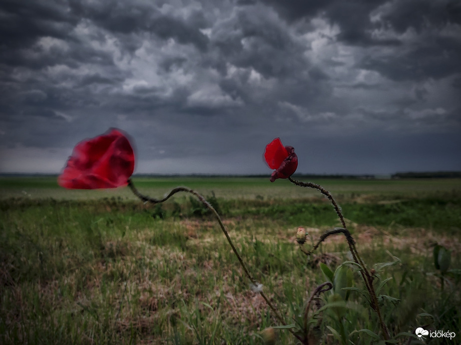Széllel dacoló pipacsok