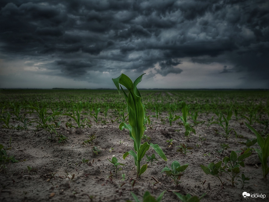 Elkéne még a májusi aranyból...