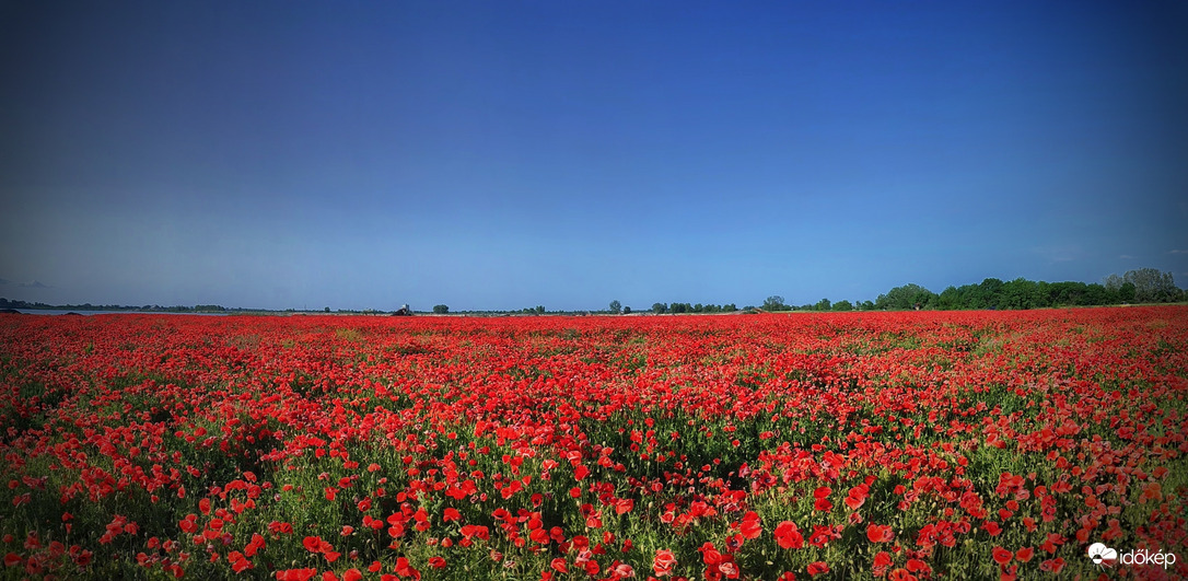 Pipacsos panoráma