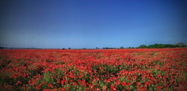 Pipacsos panoráma