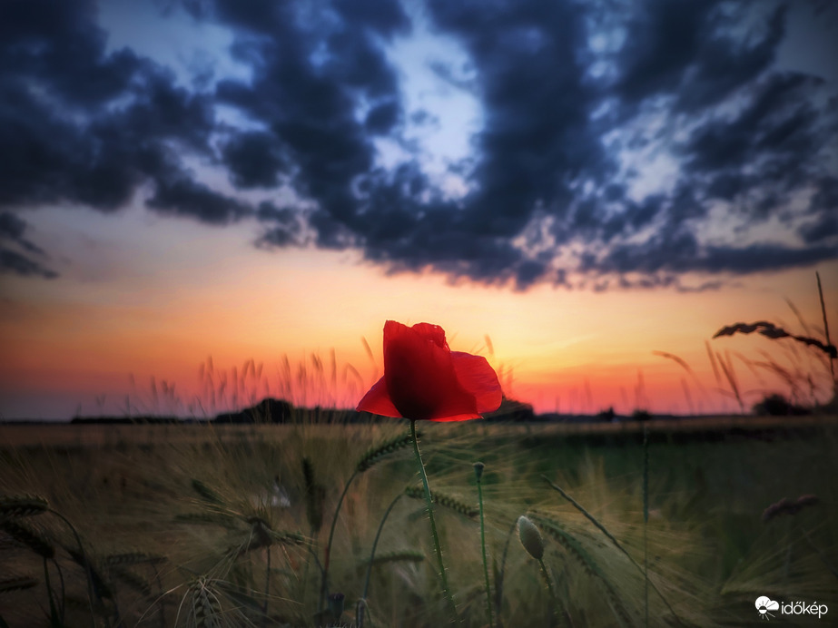 Főhajtás a tavasz végén