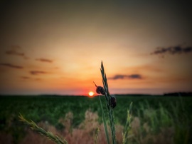 Naplemente pillanata a meteorológiai nyár első napján