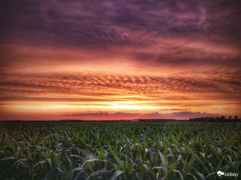 Szemkápráztató naplemente a kukoricáson