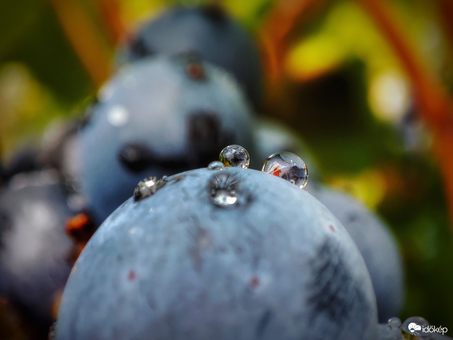 Szőlőszemen pihenő cseppek