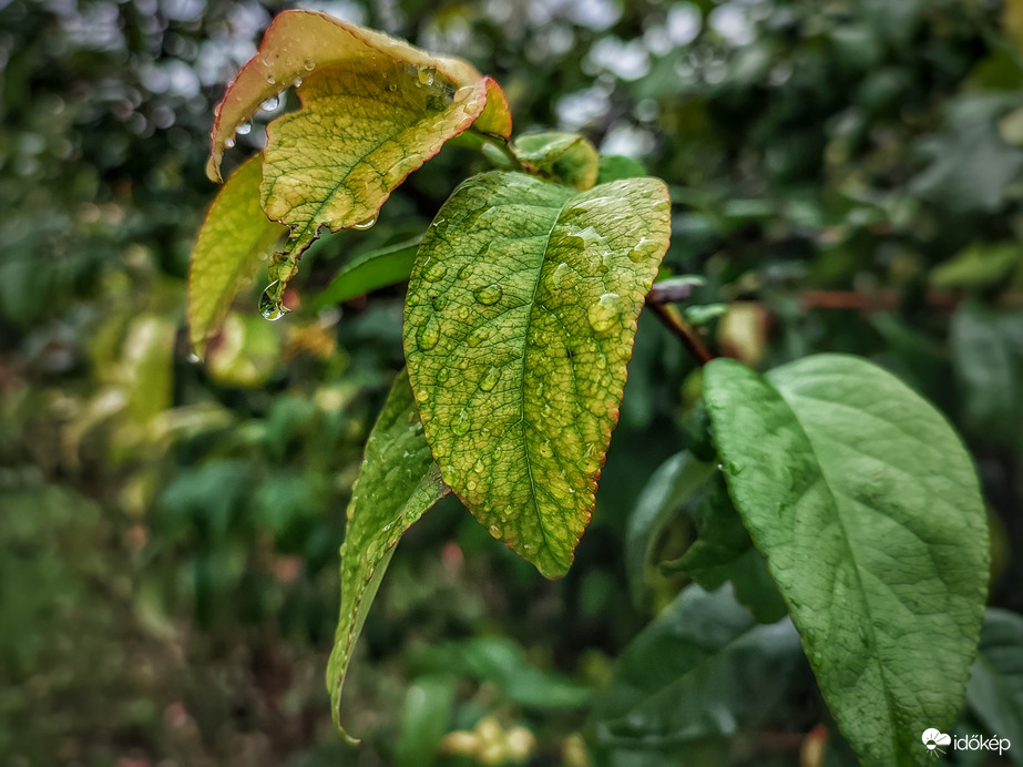 8 mm eddig a hidegfront eredménye
